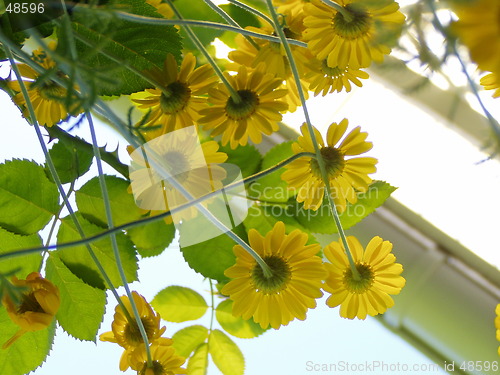 Image of yellow, flower