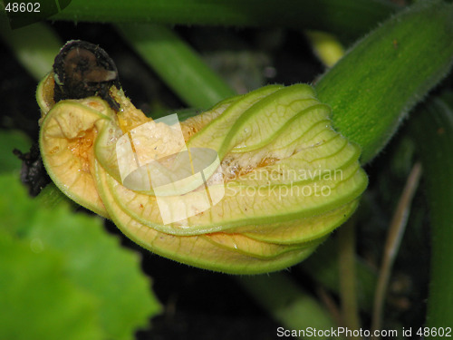 Image of Squash