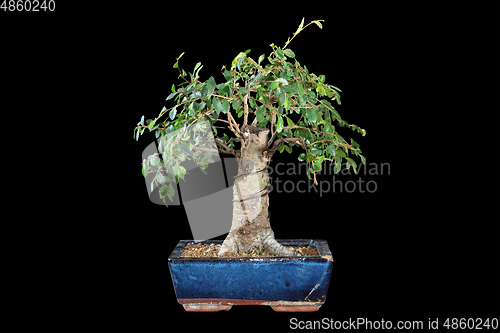 Image of chinese elm bonsai isolated on dark