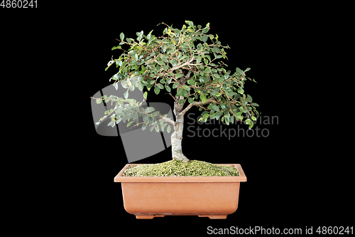 Image of chinese elm bonsai on training pot