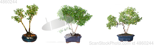 Image of young japanese boxthorn bonsai over white