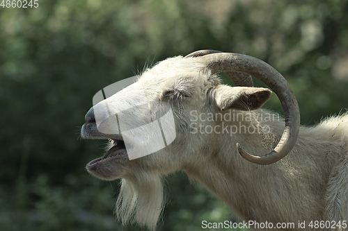 Image of portrait of an angry goat