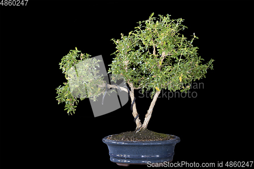 Image of Serissa japonica bonsai planted in ceramic pot