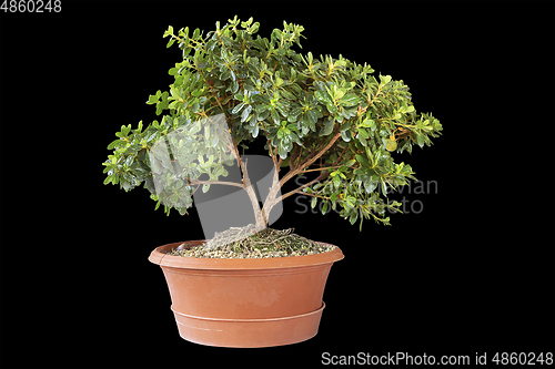 Image of young azalea bonsai