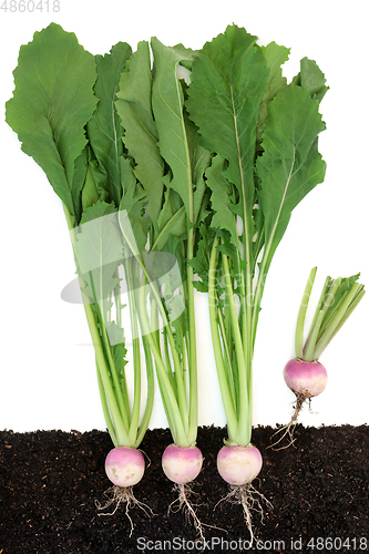 Image of Immune Boosting Turnip Plants Growing in Earth  