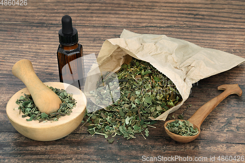 Image of Lungwort Herb Leaf Natural Herbal Medicine