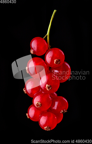 Image of fresh redcurrant berries