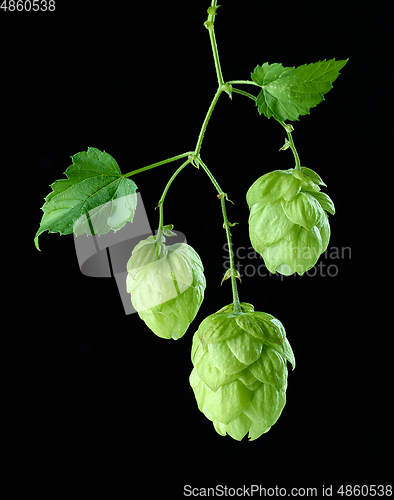 Image of hop plant cones macro