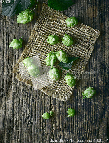 Image of fresh green hop plant cones