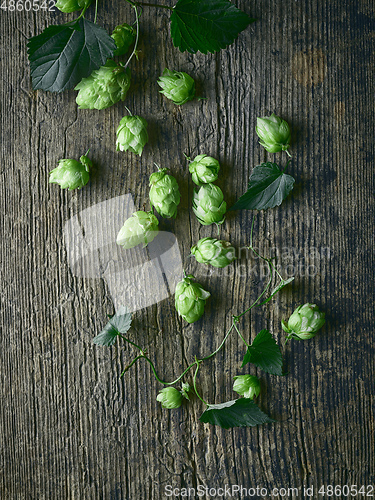 Image of fresh green hop plant cones