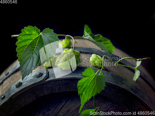 Image of hop plant cones