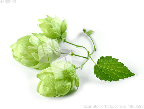 Image of hop plant isolated