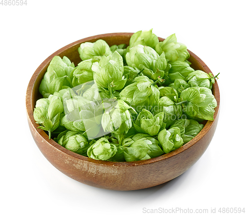 Image of hop plant cones isolated