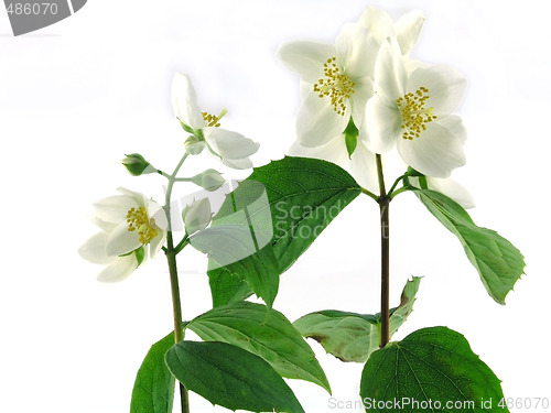 Image of series flowers: branch of fresh jasmine