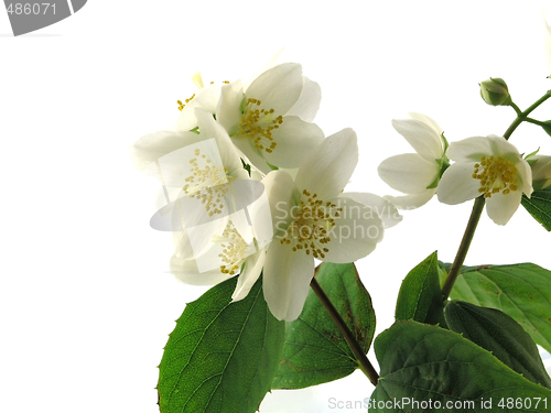 Image of series flowers: branch of fresh jasmine