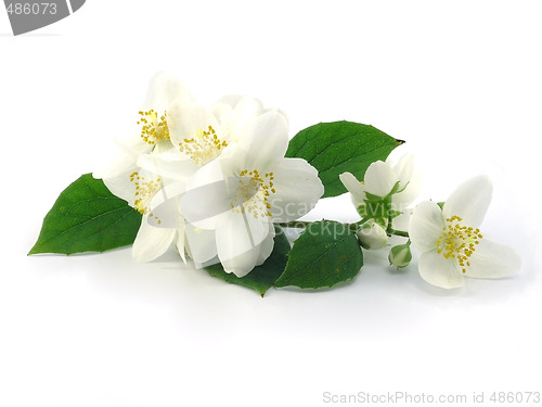 Image of series flowers: branch of fresh jasmine