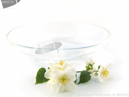 Image of series flowers: branch of fresh jasmine