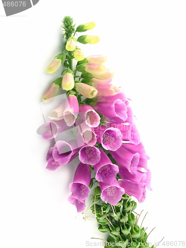 Image of foxglove