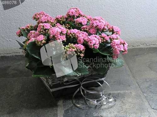 Image of Kalanchoe