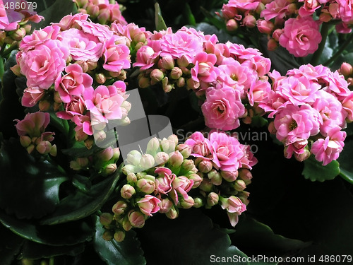 Image of Kalanchoe