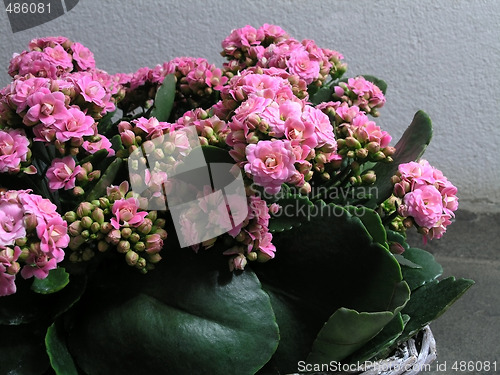 Image of Kalanchoe