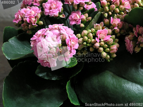 Image of Kalanchoe