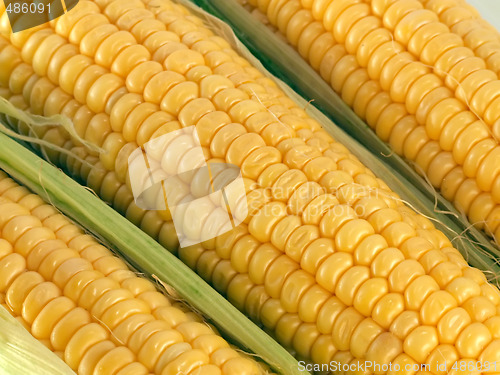 Image of maize cobs