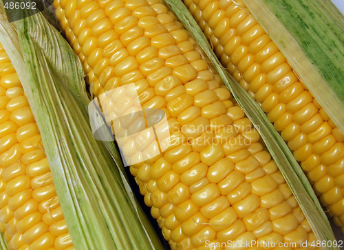 Image of maize cobs