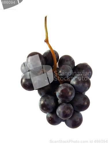 Image of Grapes