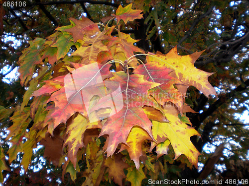 Image of fall