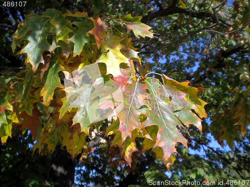 Image of autumn leaves