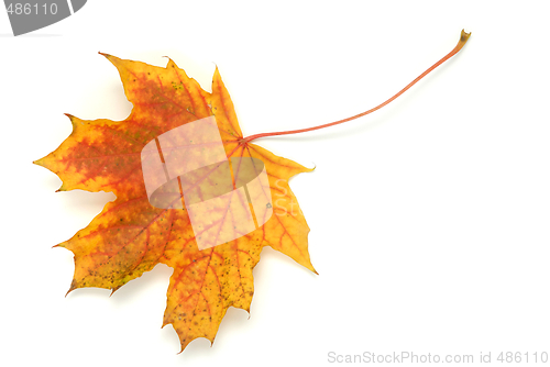 Image of Leaf
