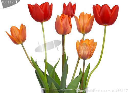Image of Tulips