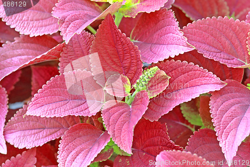 Image of Begonia leaves