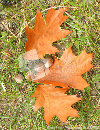 Image of Leaves and acorns