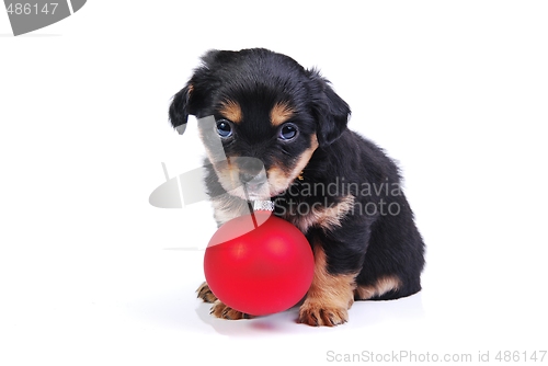 Image of Puppy with Christmas ball