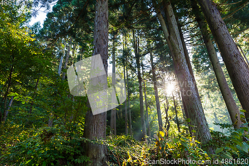 Image of Forest with sunlight