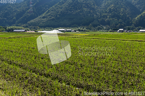 Image of Rice field and mountain