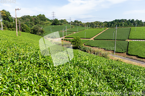 Image of Tea garden