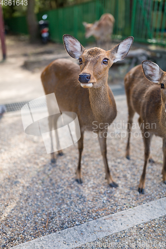 Image of Cute Wild deer 