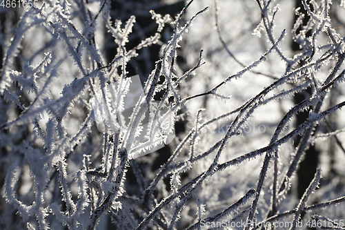 Image of Beautiful closeup