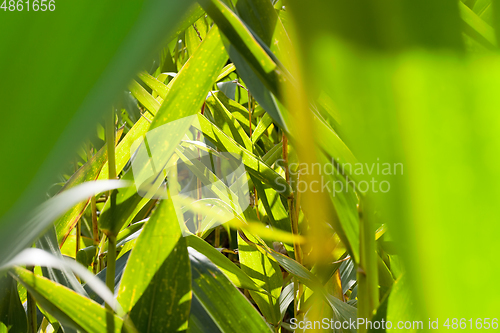 Image of Field of maize plants