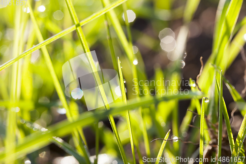 Image of green grass