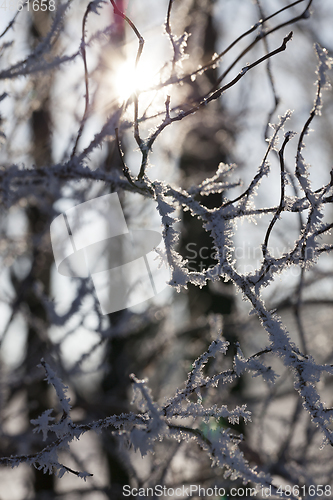 Image of frost in winter