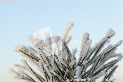 Image of Winter fir tree