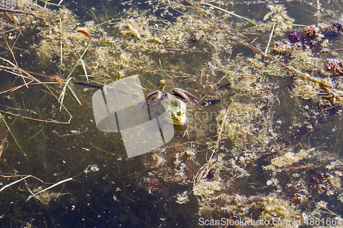 Image of The green frog