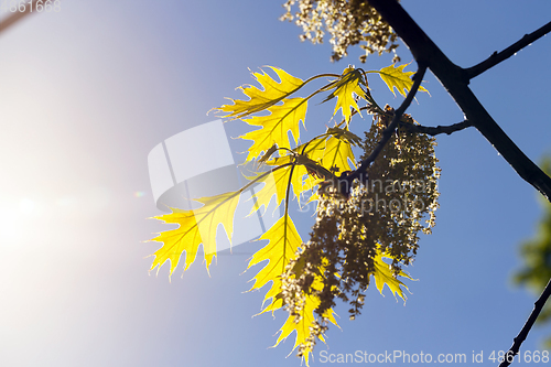 Image of Oak tree in spring