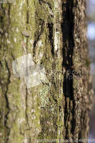 Image of Closeup of a tree bark