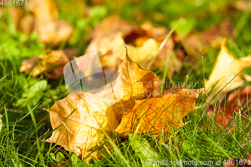 Image of green grass with yellow leaves