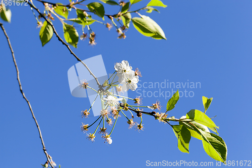 Image of Spring flowers